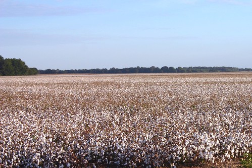 louisiana farming cotton agriculture