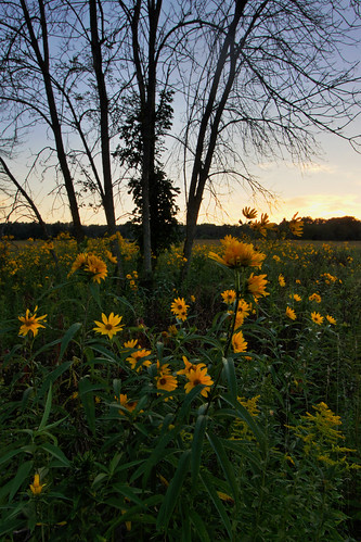 sunset evening august prairie cookcountyforestpreserves sawtoothsunflowers poplarcreekprairie shoefactoryroadprairie dpphdrtool
