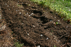 planting garlic IMG_0068