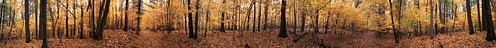 autumn trees tree fall geotagged maple michigan samsung panoramic northcountrytrail samsunggalaxys3