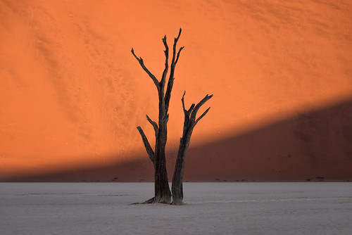 africa travel trees light shadow sun tree slr nature digital photoshop landscape dead photography photo sand nikon african sandy fineart sigma clay photograph processing marsh dslr namibia sanddunes deadend d800 namibian sossusvlei southernafrica deadvlei postprocessing travelphotography claypan thefella conormacneill republicofnamibia republiknamibia republiekvannamibië thefellaphotography