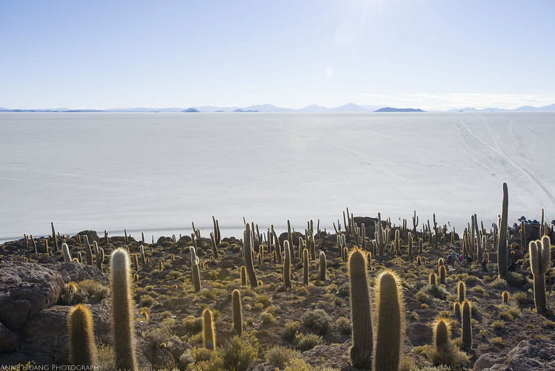 Cactus Island Bolivia