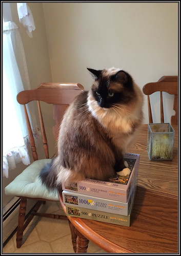 mystery cat feline elevated heights puzzles ragdoll puzzlingbehavior