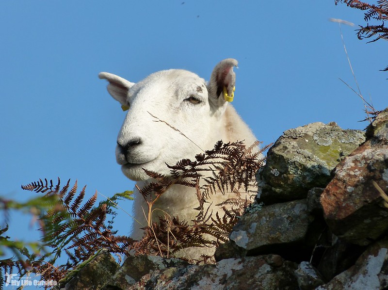 P1090053 - Sheep, Isle of Mull
