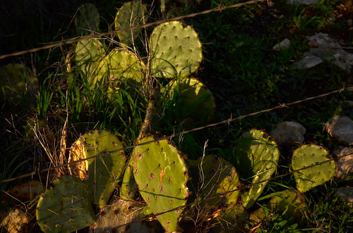 wedding cactus nature landscape outdoors cowboy december texas rehearsal tx castroville