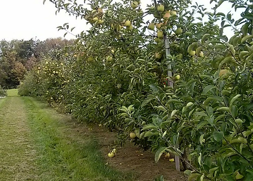 Myers Apple Farm Visit