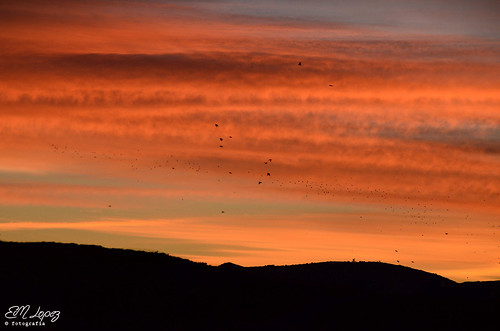 sky color clouds sunrise contraluz andalucía rojo aves pájaros amanecer migración cielo nubes otoño octubre jaén 2014 otoñal bandada alcalálareal