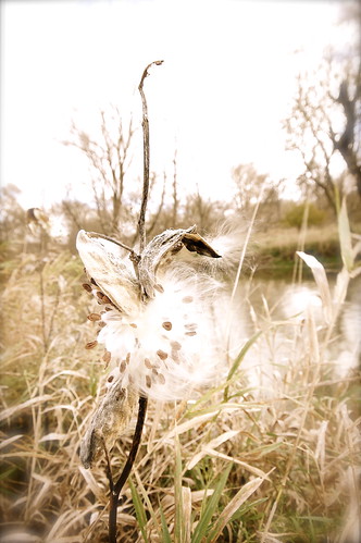 autumn antique sony trail milkweed