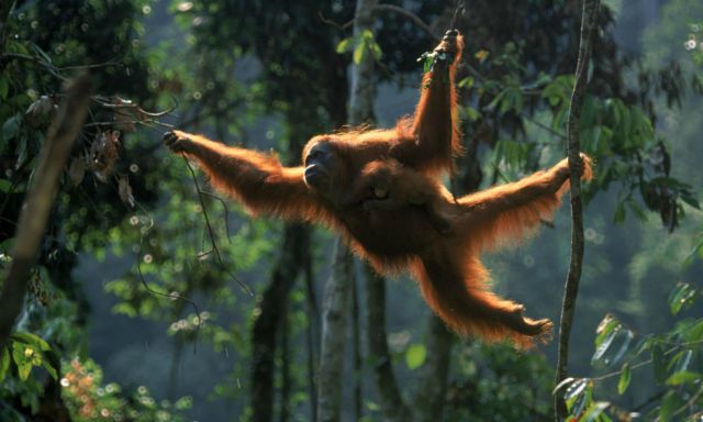 1_eSumatran_Orangutan_.jpg