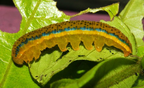 phoebis lepidoptera pieridae