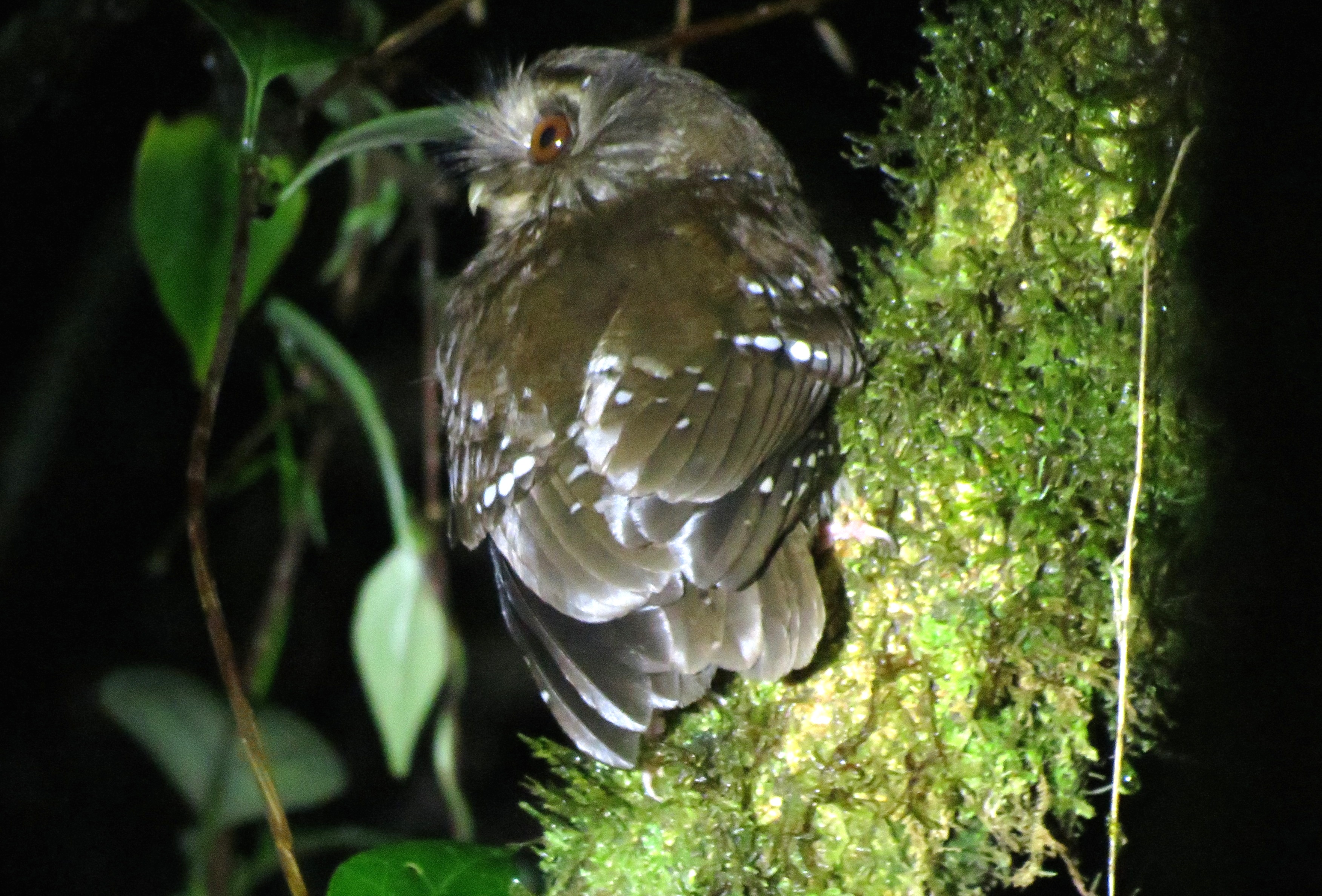 Long-whiskered Owlet / Lechucita Bigotona (Xenoglaux loweryi) en Fundo Alto Nieva