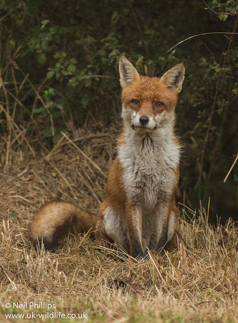 Red fox-5