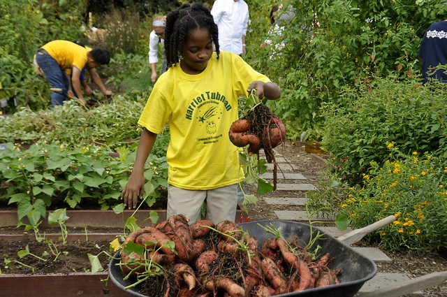 A young girl holds up harvested sweet potatoes.