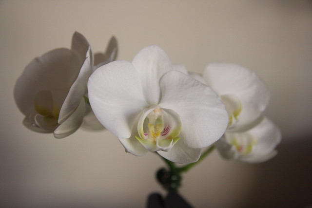 3rd Anniversary Orchid