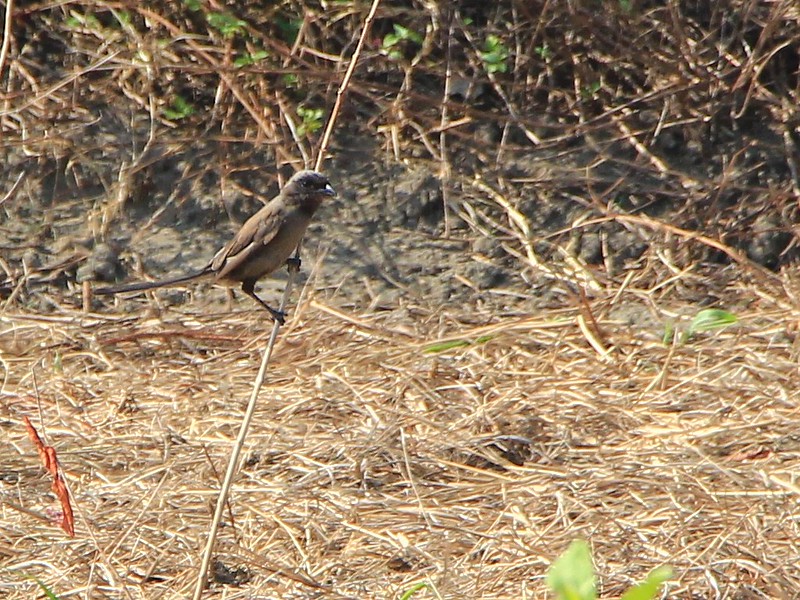 IMG_5315 暗色型棕背伯勞 Long-tailed Shrike