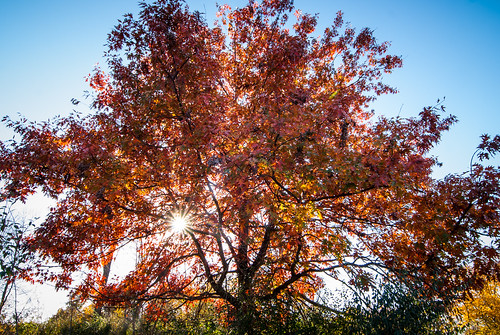 red tree fall nikon unitedstates iowa foliage backlit ogden 2014 boonecounty d80 pilotmound donwilliamspark