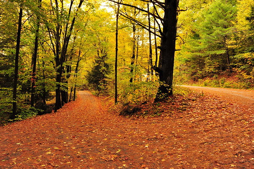 autumn red ontario canada color fall leaves yellow forest peace path cottage lakes cottagecountry charm foliage trail serenity muskoka drizzle rosseau cottagelife