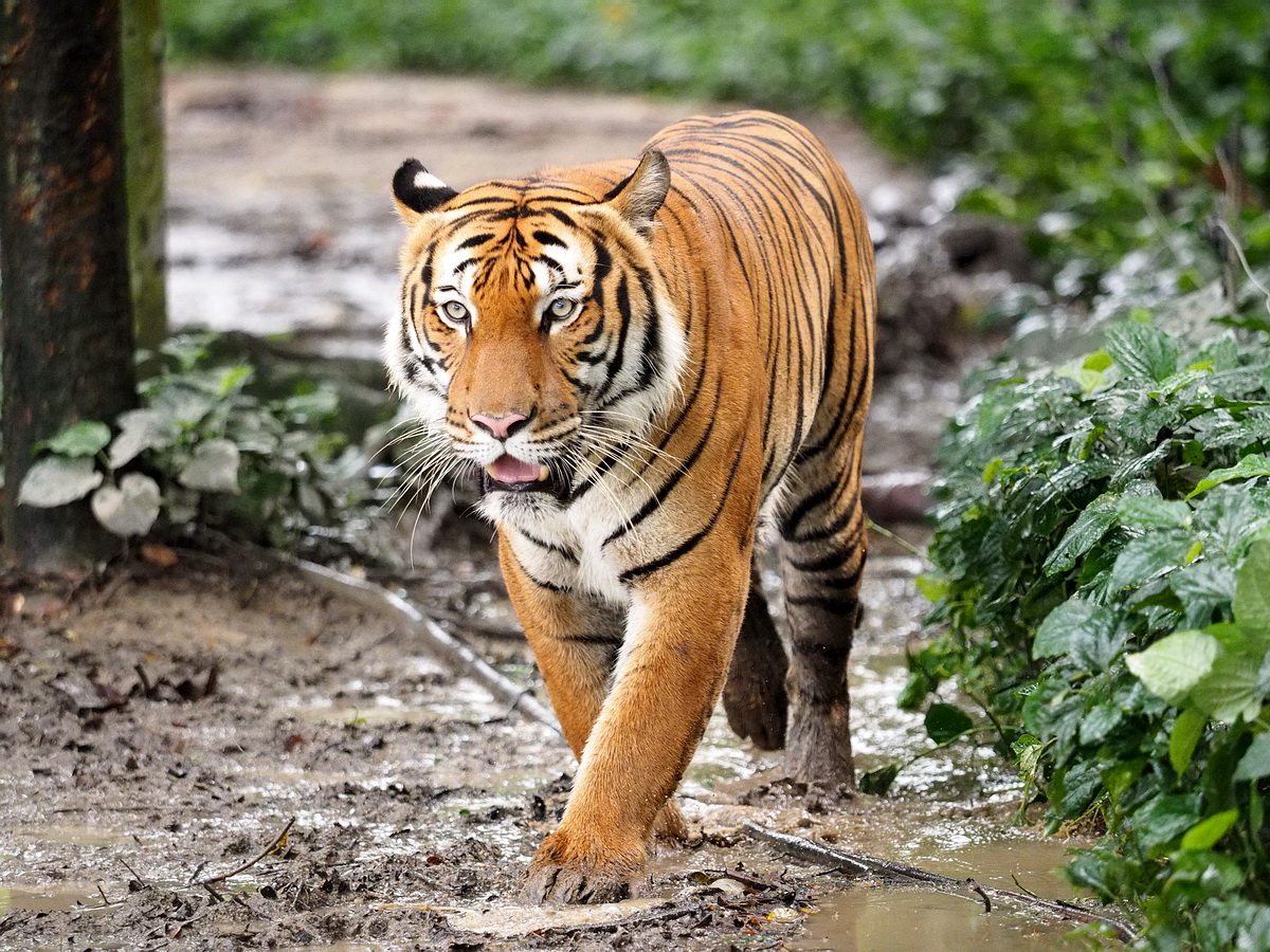 Tiger, by Robin Wong