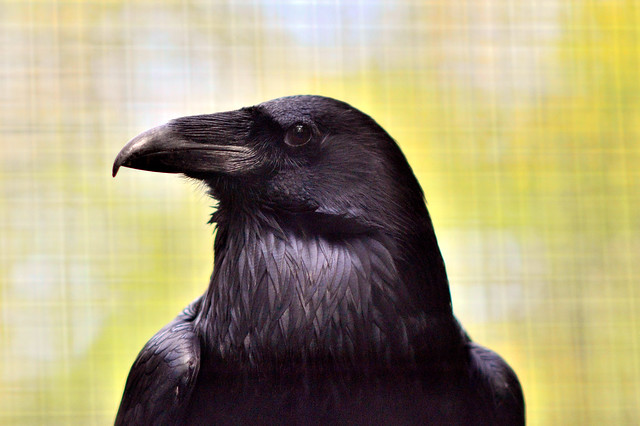 _JIM0956@0---Raven,     Beardsley Zoo