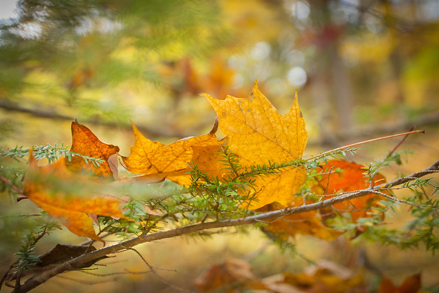 Leaves, Autumn, Colorful, Fall, Foliage, Color, Fall Colors