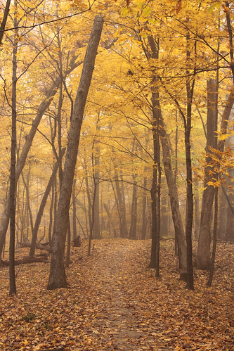 autumn trees fall hiking trail autumncolor forestparknaturecenter peoriaheightsillinois hardwoodforest peoriaparkdistrict