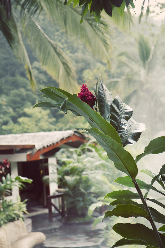 Costa Rica Flowers & Plants