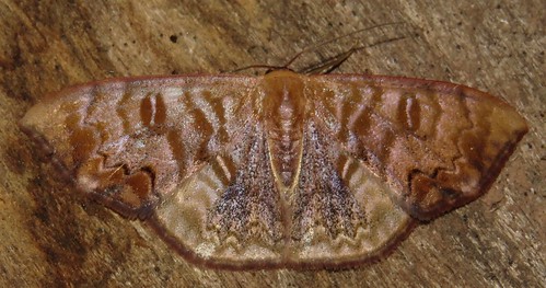 geometridae moth peru richhoyer
