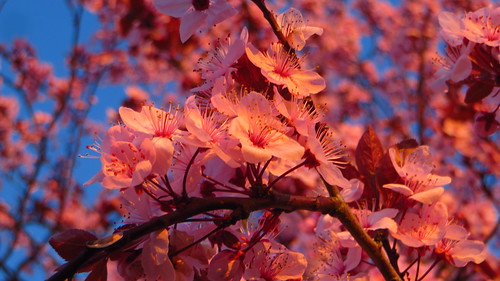bloom blooming fullbloom peakbloom blossom blossoms springbloom