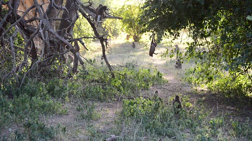 manyara tanzania tza tarangirenationalpark eastafrica allanhopkins hoppy1951 olivebaboon papioanubis playing video nikon d600 nikon7003000mmf4556