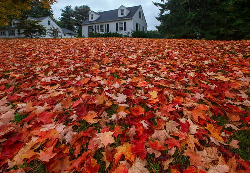 autumn red plant tree green fall nature colors leaves yellow gold golden leaf october natur greenery neighbour neighbor vicinage