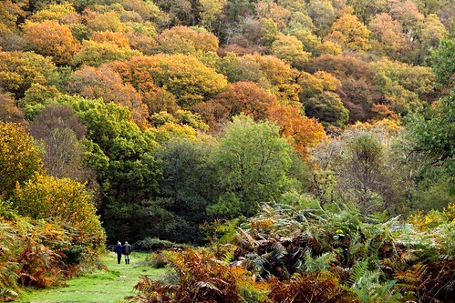 autumn trees woodland river woods path walk somerset valley hillside f71 autumnal exmoor wooded 160 riverbarle barlevalley