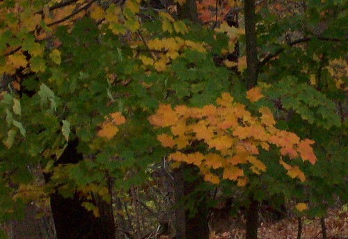 patch of yellow leaves
