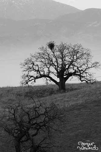 california ca tree landscape us unitedstatesofamerica oaktree tehachapi centralcalifornia stallionsprings