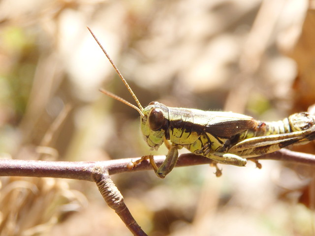 grasshopper linville gorge