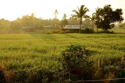 light sun tree field sunrise thailand gold dawn golden bush asia village rice sony palm southeast alpha dslr 77 province surin
