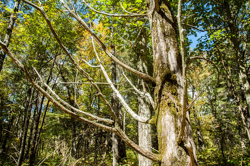 Harrison-Crawford State Forest/Post Oak-Cedar Nature Preserve - September 27, 2014