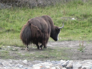 Back of a yak