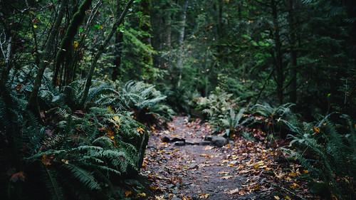nature trail path forest autumn issaquah poopoopoint depthoffield ferns trees pacificnorthwest canoneos5dmarkiii sigma35mmf14dghsmart washington johnwestrock
