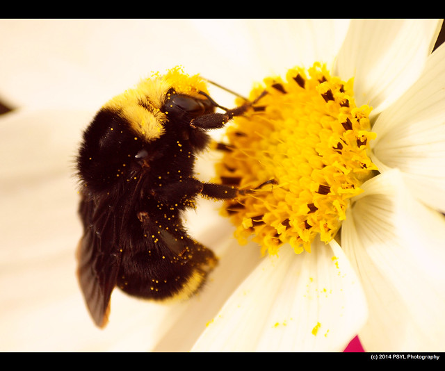 Yellow-faced bumblebee (Bombus vosnesenskii)