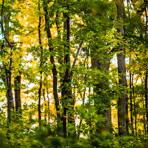 autumn trees usa tree fall unitedstates unitedstatesofamerica stlouis missouri grantsfarm fav10