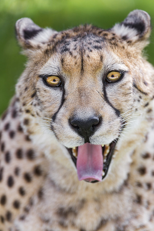 Funny cheetah with open mouth!
