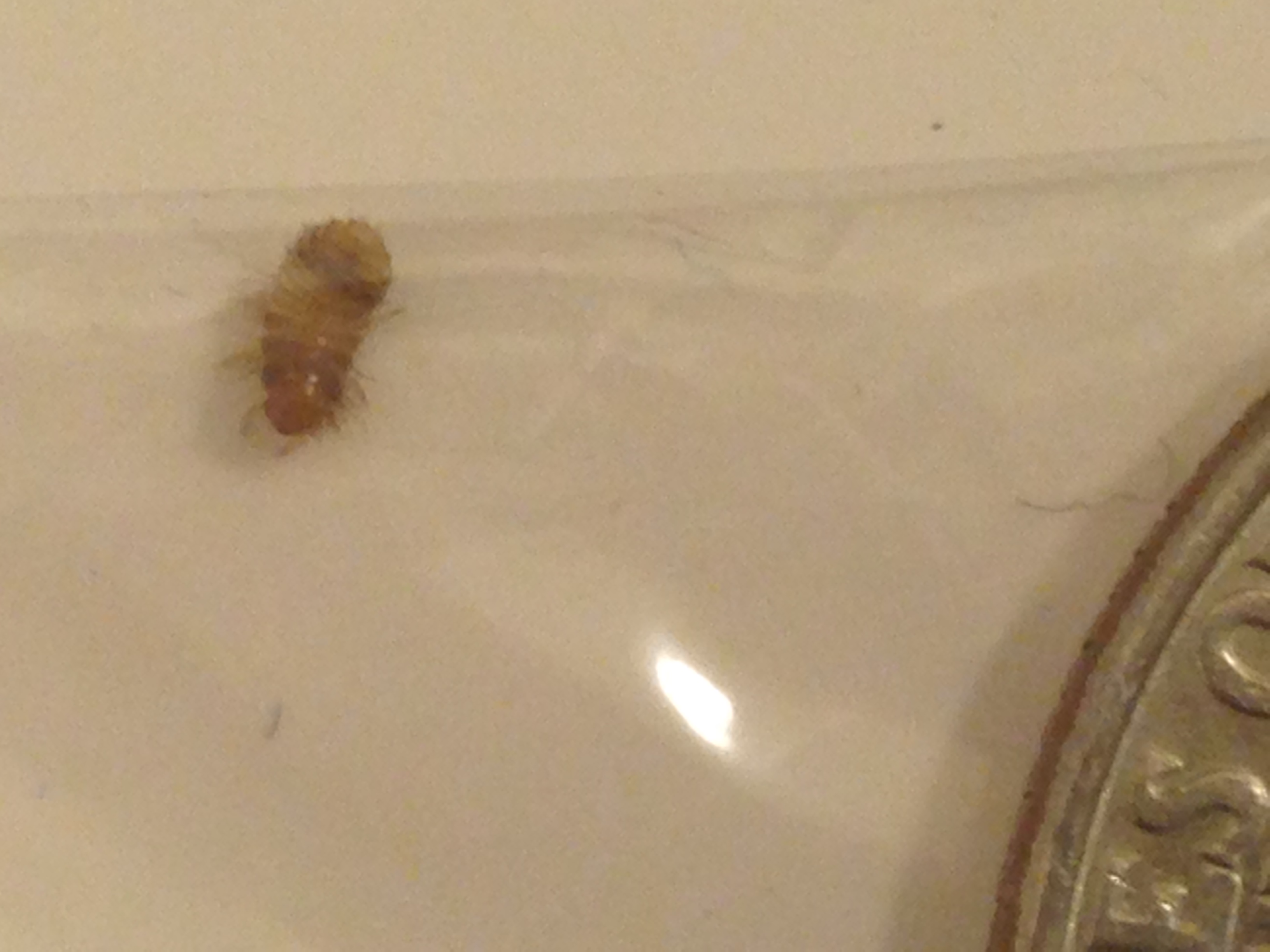 Bug ID PLEASE! Bed Bug larvae or Carpet Beetle Larvae? [a: beetle ...
