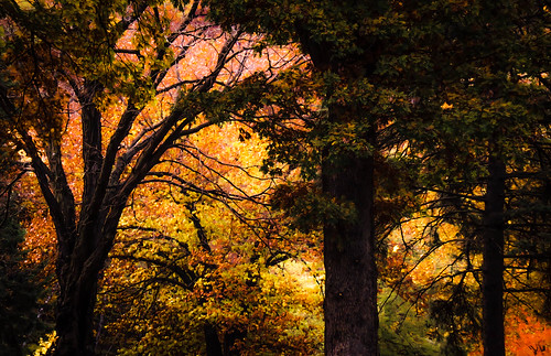 autumn trees fall nature colors leaves minnesota landscape october midwest fallcolors autumncolors winona