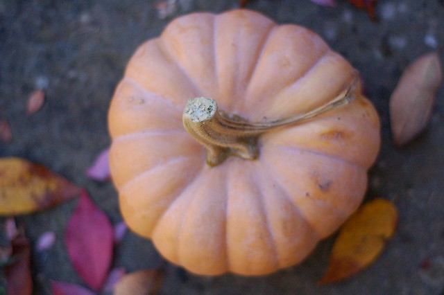 Autumn Crown squash from Hearty Roots Community Farm by Eve Fox, The Garden of Eating, copyright 2014