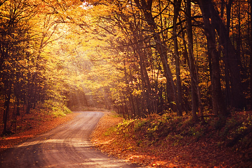 road autumn trees light sun sunlight fall leaves yellow woods walk