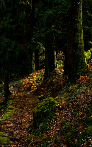 autumn brown green colors forest nikon galicia otoño tui riasbaixas montealoya marcosferreira parquenaturalmontealoia nikond3100