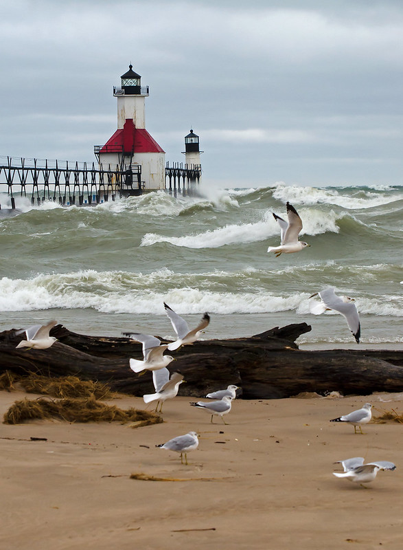Gulls and Waves