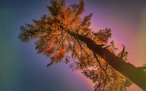 sky glow dslr shadow skies camping iphoneedit 2009 beautiful purple nature alpha a200 beauty peaceful snapseed camp campout leaves light vignette orange shadows wintonwoods yellow halloween jamiesmed sunset mextures gold sony trees hdr app blue handyphoto pink autostitch sun tree geotagged geotag creepycampout landscape cincinnati