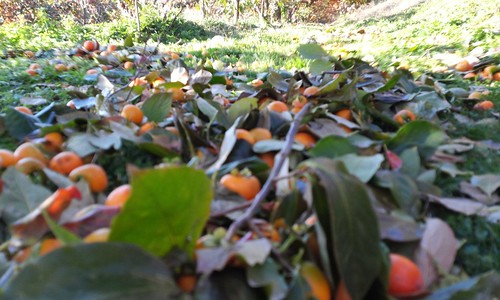 감나무 농장 | 광정