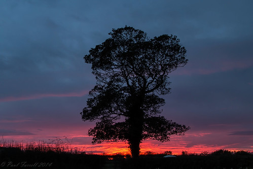 sunset tree silhouette canon wirral greasby 24105mm 70d paulfarrell fagsy63